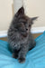 Fluffy grey Maine Coon kitten with long fur and bright eyes, perfect for cuddles