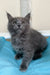 Gray fluffy Maine Coon kitten named Flaya looking up with bright, curious eyes