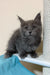 Gray fluffy Maine Coon kitten with bright eyes and long fur named Flaya