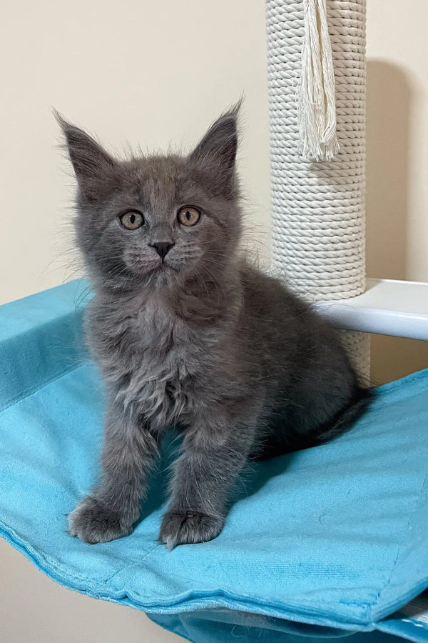 Gray fluffy Maine Coon kitten lounging on a cozy turquoise blanket