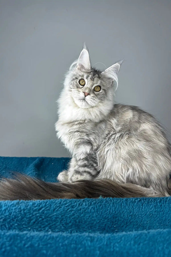 Fleur | maine coon kitten