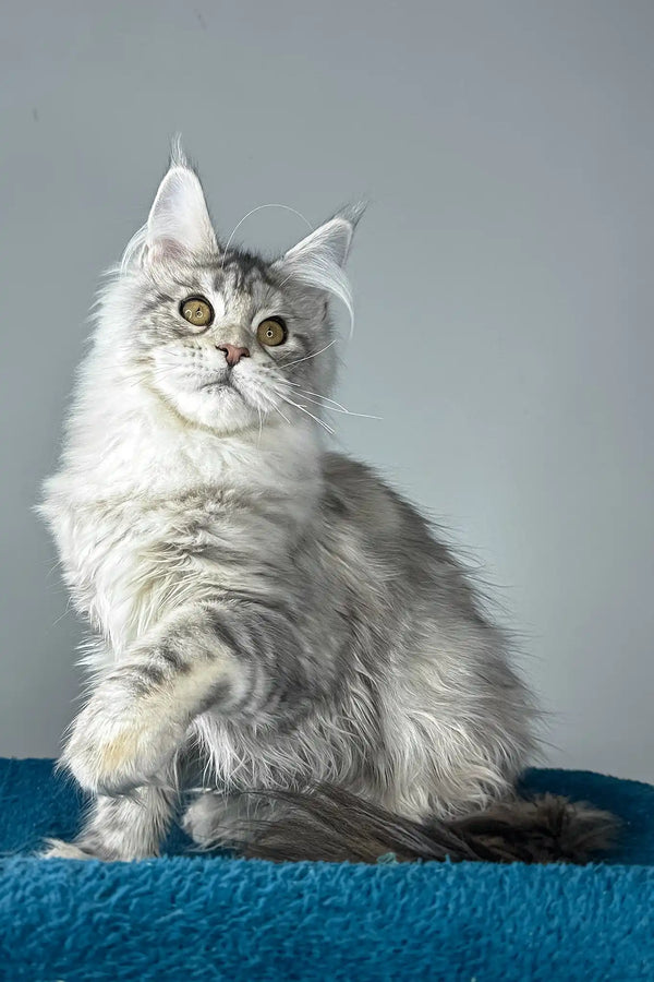 Fleur | maine coon kitten