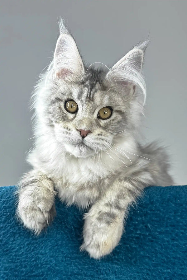 Fleur | maine coon kitten