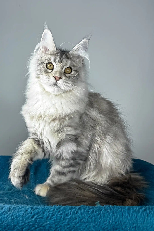 Fleur | maine coon kitten