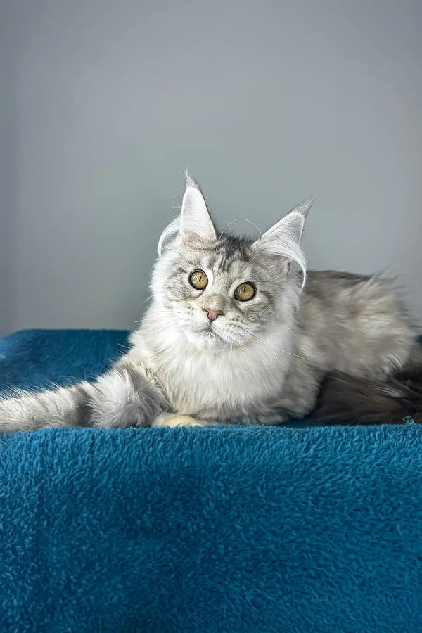 Fleur | maine coon kitten