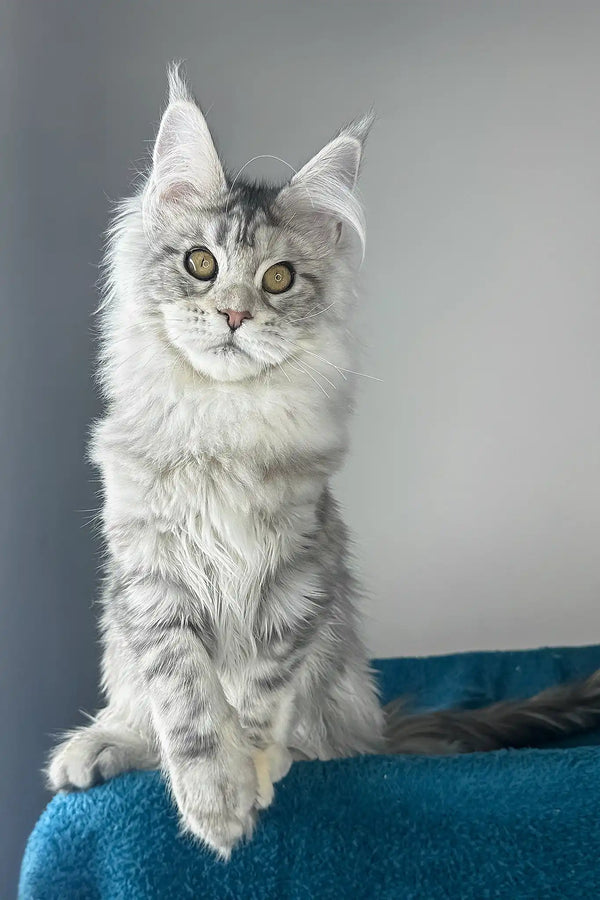 Fleur | maine coon kitten