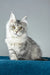 Fleur | maine coon kitten