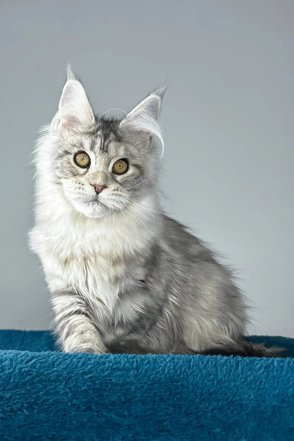 Fleur | maine coon kitten