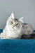Fleur | maine coon kitten