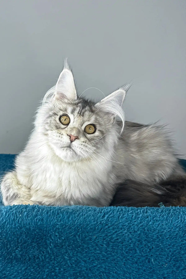 Fleur | maine coon kitten