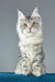 Fleur | maine coon kitten