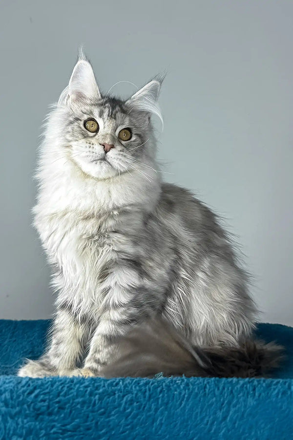 Fleur | maine coon kitten