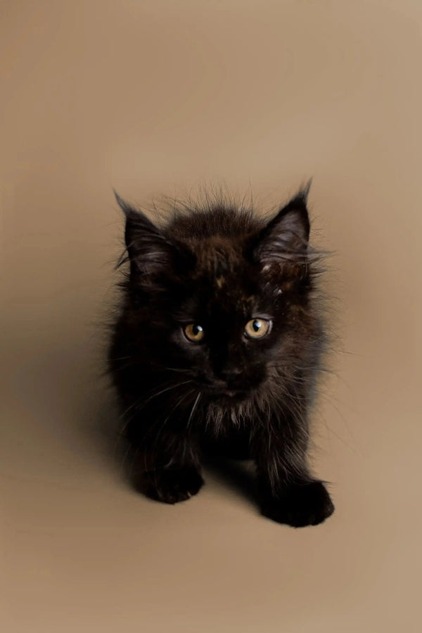 Adorable black fluffy Maine Coon kitten with bright eyes, perfect for any cat lover