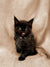 Fluffy black Maine Coon kitten with tongue out, perfect for a cute pet collection