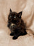 Fluffy black Maine Coon kitten with bright eyes sitting upright for Fleur product