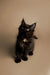 Fluffy black Maine Coon kitten with a white chest patch, perfect for playful fun