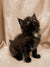 Fluffy black Maine Coon kitten with white chest markings gazing upwards