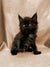 Fluffy black Maine Coon kitten with bright blue eyes in Fleur product line