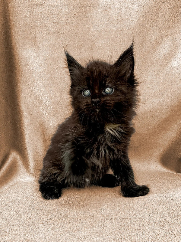 Fluffy black Maine Coon kitten with bright blue eyes in Fleur product line