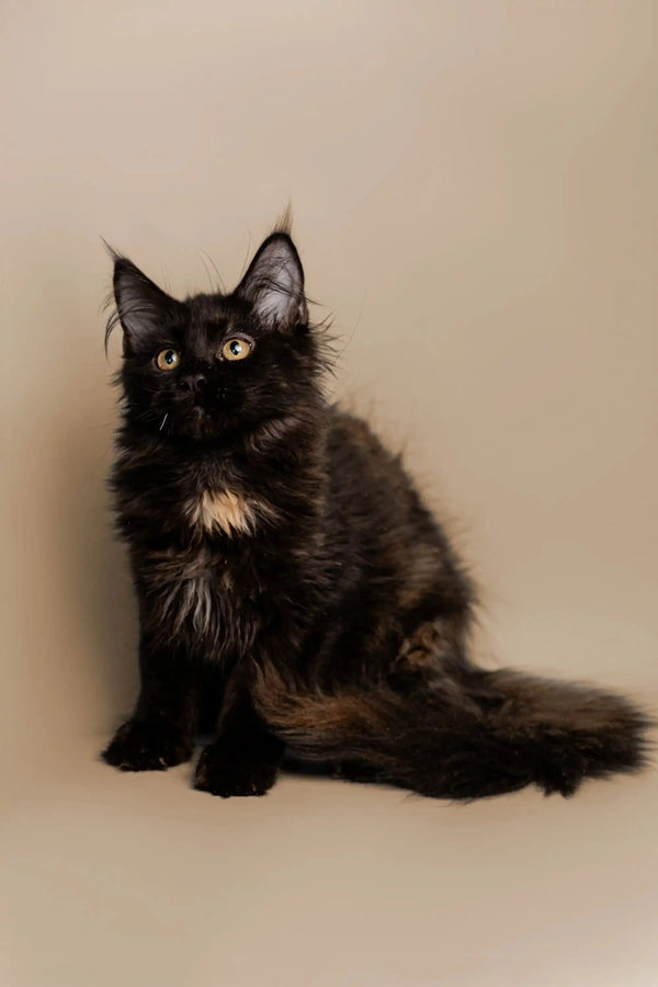 Fluffy black Maine Coon kitten with a white chest patch, perfect for cuddles