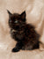 Fluffy dark-furred Maine Coon kitten with bright eyes sitting upright in Fleur product