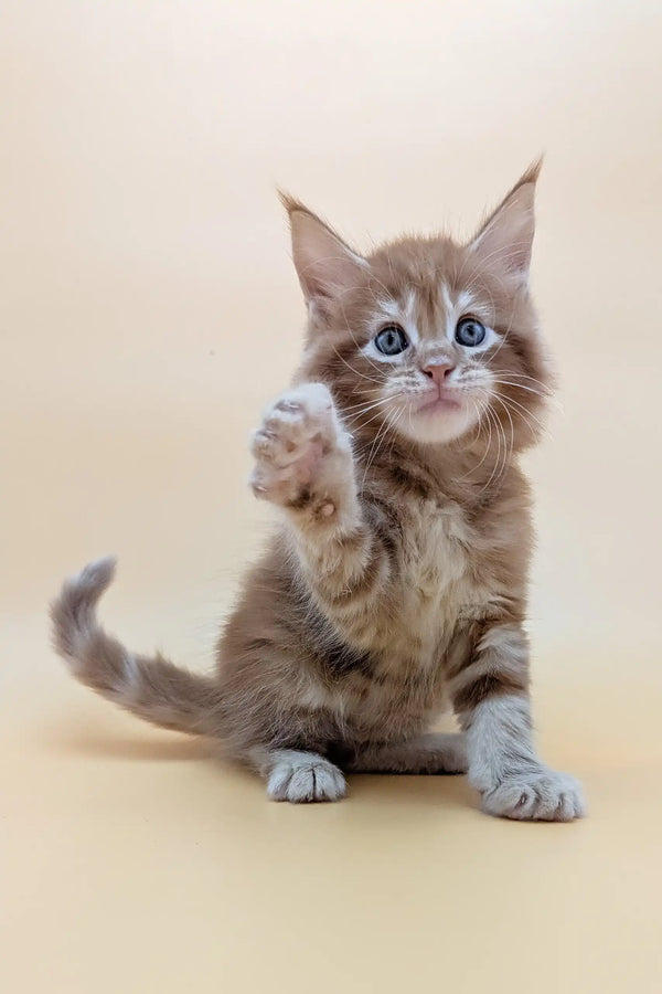 Adorable brown tabby kitten Flint from Maine Coon waving happily