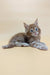 Brown tabby Maine Coon kitten named Flint with striking blue eyes