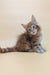 Curious brown tabby kitten named Flint from Maine Coon collection