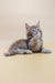 Cute brown tabby kitten named Flint, the adorable Maine Coon Kitten