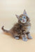 Fluffy brown tabby Maine Coon kitten named Flint ready to find a loving home