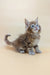 Fluffy brown tabby Maine Coon kitten named Flint looking adorable and playful