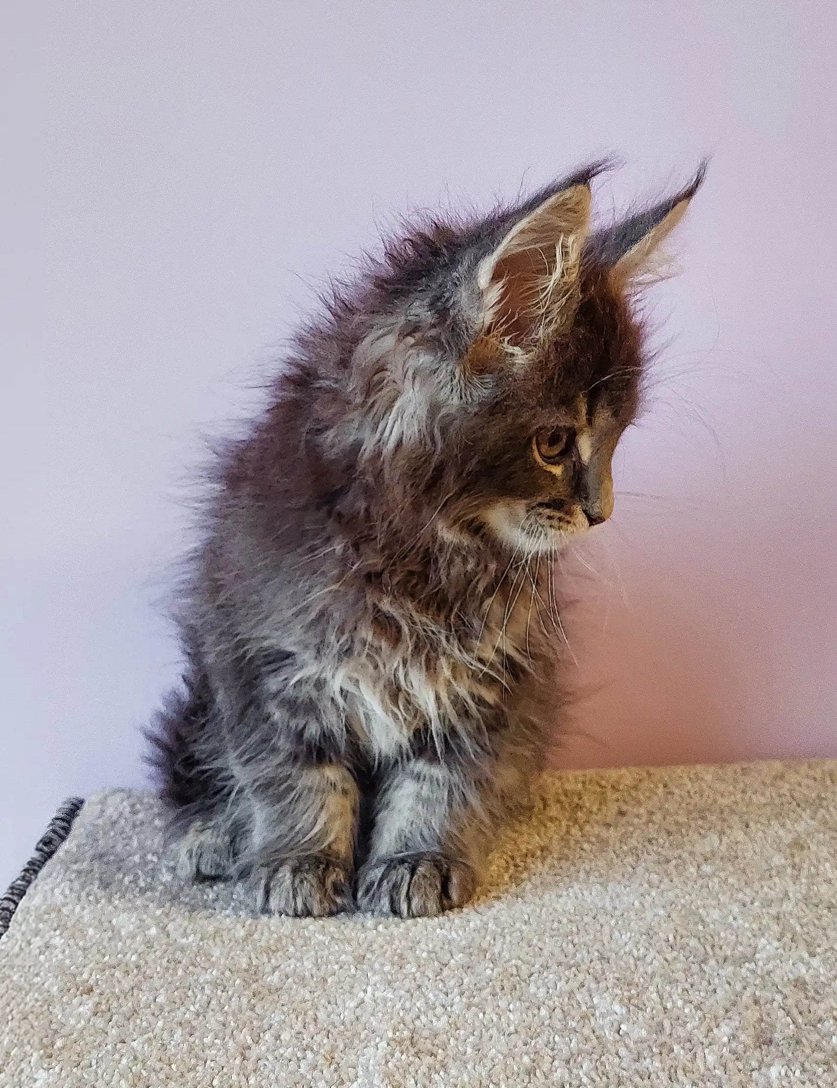 Fluffy gray Maine Coon kitten named Flint looking adorable and playful