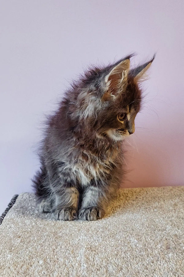 Fluffy gray Maine Coon kitten named Flint looking adorable and playful
