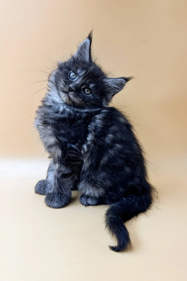 Fluffy black Maine Coon kitten with bright blue eyes sitting upright