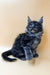 Gray and black Maine Coon kitten sitting upright, showcasing its adorable long fur