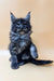 Fluffy gray Maine Coon kitten with ear tufts sitting upright for Flint product