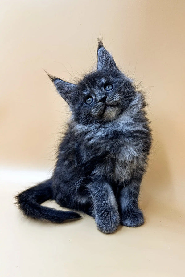 Fluffy gray Maine Coon kitten with ear tufts ready to be your new coon kitten buddy