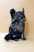 Fluffy gray Maine Coon kitten sitting cutely with one paw raised