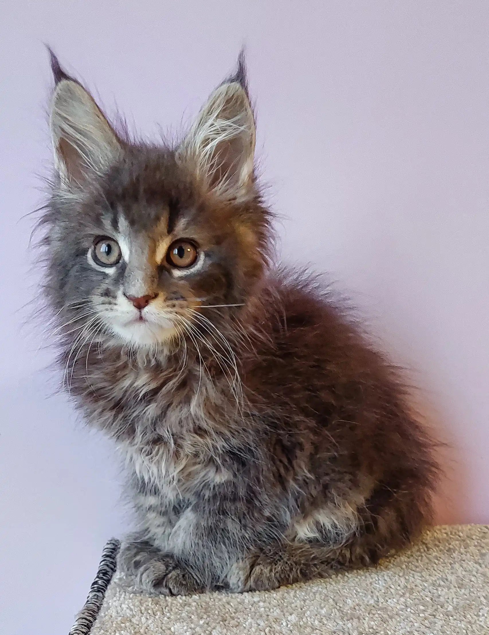 Gray Maine Coon kitten named Flint playing cutely in a cozy setting