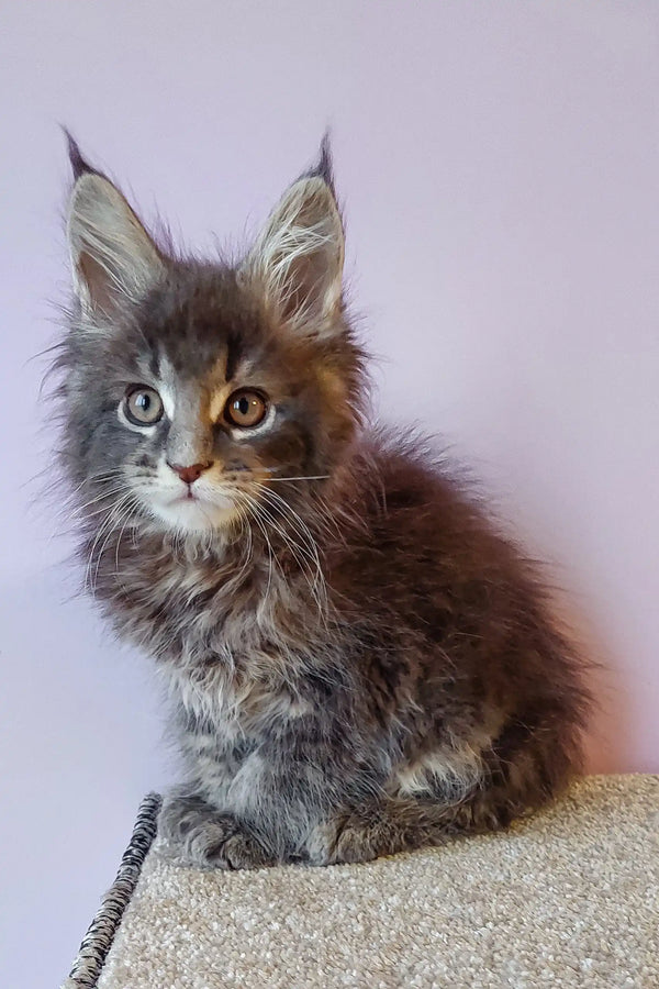 Gray Maine Coon kitten named Flint playing cutely in a cozy setting