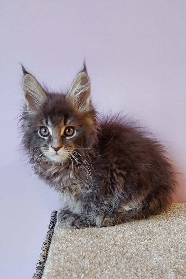 Gray Maine Coon kitten named Flint, the perfect playful companion for any home