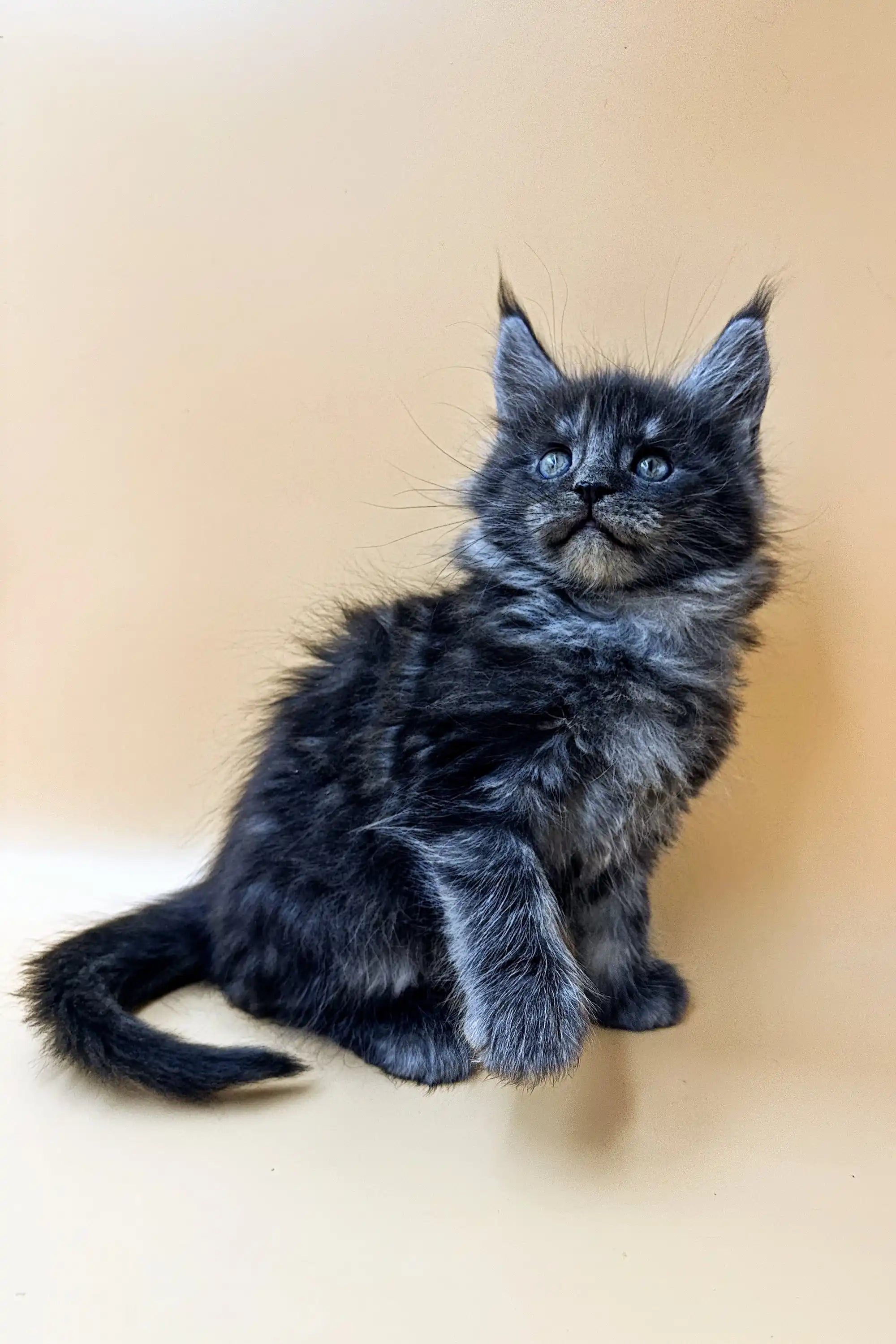 Maine Coon Kittens for Sale Flint | Kitten