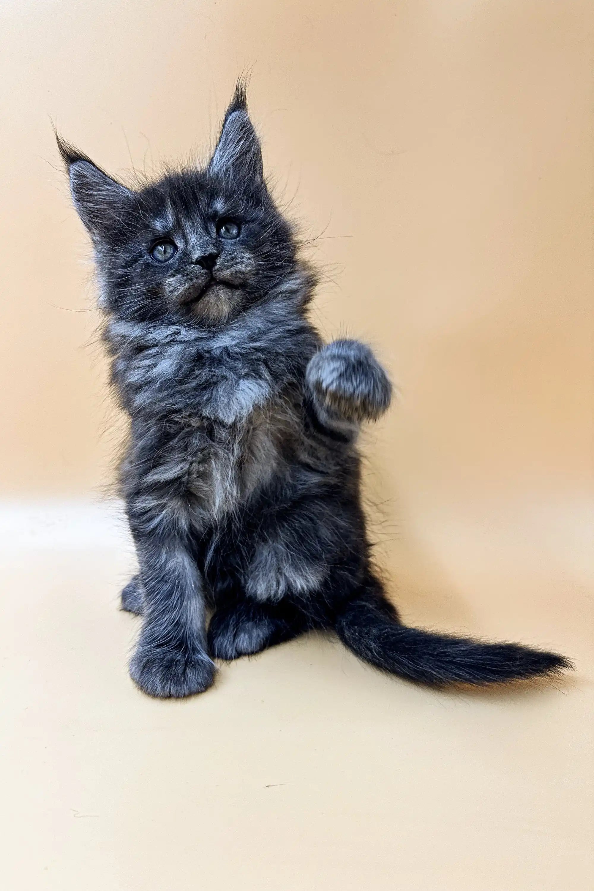 Maine Coon Kittens for Sale Flint | Kitten