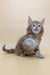 Playful brown tabby kitten in Flint, the adorable Maine Coon kitten product