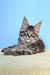 Cute Maine Coon kitten with fluffy fur and ear tufts, perfect for your collection