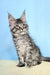 Gray Tabby Maine Coon Kitten with Ear Tufts and Fluffy Coat from Flip