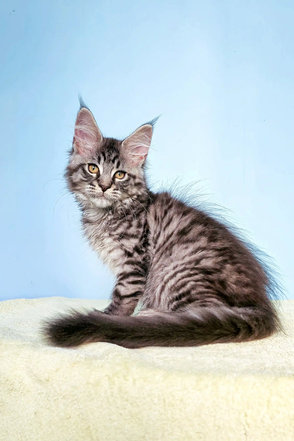 Gray Tabby Maine Coon Kitten with tufted ears and fluffy tail – perfect Coon Kitten!