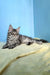 Gray tabby Maine Coon kitten relaxing on a cozy yellow surface, perfect for snuggles