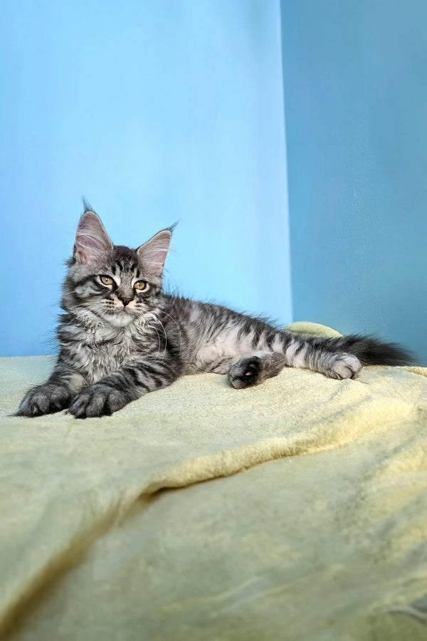 Gray tabby Maine Coon kitten relaxing on a cozy yellow surface, perfect for snuggles