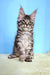 Fluffy gray tabby Maine Coon kitten with big ears sitting upright